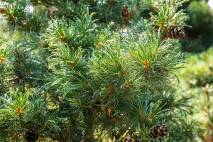 Pinus parviflora Glauca 9 cm Topf - Höhe variiert *ab Mai 2022