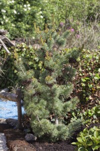 Pinus parviflora Glauca 9 cm Topf - Höhe variiert *ab Mai 2022