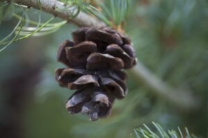 Pinus parviflora Glauca 9 cm Topf - Höhe variiert *ab Mai 2022