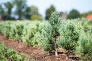 Pinus parviflora Glauca 9 cm Topf - Höhe variiert *ab Mai 2022