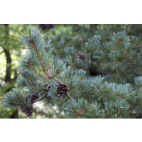 Pinus parviflora Glauca 9 cm Topf - Höhe variiert...