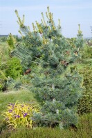 Pinus parviflora Glauca 9 cm Topf - Höhe variiert *ab Mai 2022