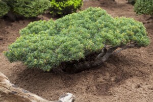 Pinus parviflora Glauca mb 60-70 cm