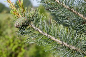 Pinus parviflora Glauca mb 60-70 cm