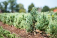 Pinus parviflora Glauca mb 60-70 cm