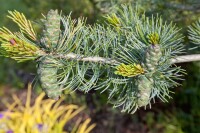 Pinus parviflora Glauca mB 80- 100 cm