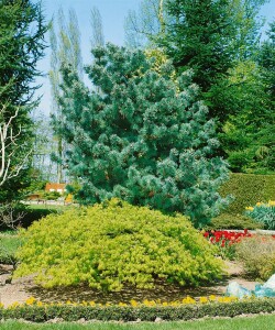 Pinus parviflora Glauca kräftig 4xv mDb 100- 125 cm kräftig