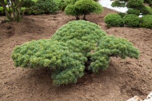 Pinus parviflora Glauca kräftig 4xv mDb 100- 125 cm kräftig