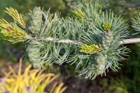 Pinus parviflora Glauca kräftig 4xv mDb 100- 125 cm kräftig