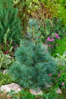 Pinus parviflora Negishi 3xv mB 40- 50 cm