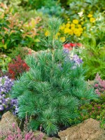 Pinus parviflora Negishi 3xv mB 40- 50 cm