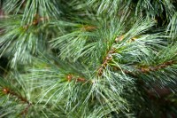 Pinus parviflora Schoons Bonsai kräftig 5xv mDb 100-...