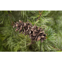 Pinus parviflora Tempelhof 25- 30 cm