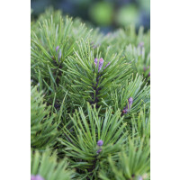 Pinus pumila Glauca 3xv mB 25- 30 cm
