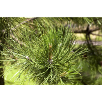 Pinus schwerinii Wiethorst 20- 30 cm