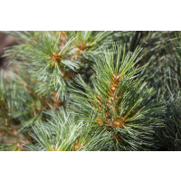 Pinus strobus Macopin kräftig 4xv mDb 80-100