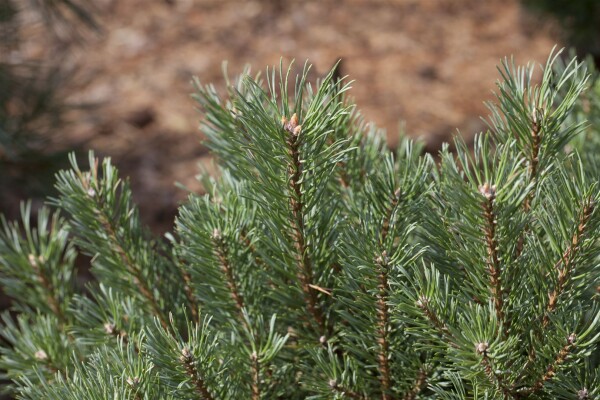 Pinus sylvestris 80- 100 cm