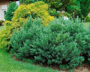 Pinus sylvestris 80- 100 cm