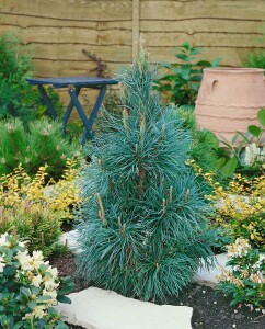 Pinus sylvestris 80- 100 cm