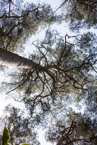 Pinus sylvestris 80- 100 cm