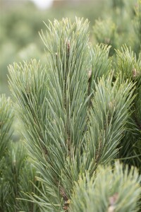 Pinus sylvestris 80- 100 cm