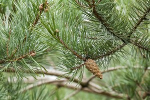 Pinus sylvestris 80- 100 cm