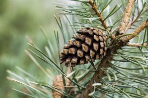 Pinus sylvestris 80- 100 cm