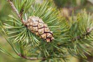 Pinus sylvestris 80- 100 cm