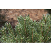 Pinus sylvestris 80- 100 cm
