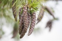 Pinus sylvestris 80- 100 cm