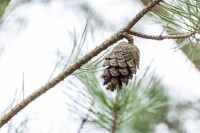 Pinus sylvestris 80- 100 cm