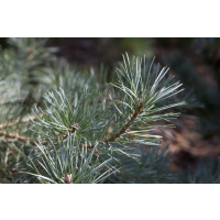 Pinus sylvestris Glauca kräftig 4xv mDb 125- 150 cm