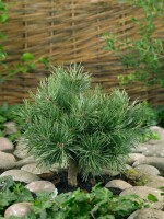 Pinus sylvestris Martham Co 30-40