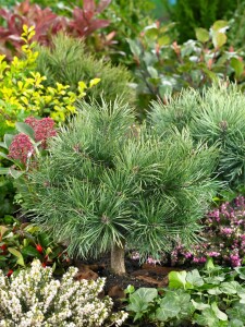 Pinus sylvestris Martham 60- 70 cm