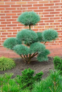 Pinus sylvestris Watereri 30- 40 cm