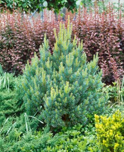 Pinus sylvestris Watereri 30- 40 cm