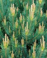 Pinus sylvestris Watereri 30- 40 cm