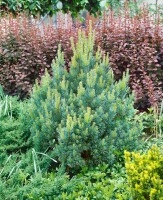 Pinus sylvestris Watereri 30- 40 cm