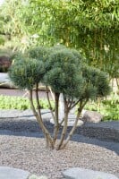 Pinus sylvestris Watereri 30- 40 cm