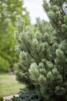 Pinus sylvestris Watereri 30- 40 cm