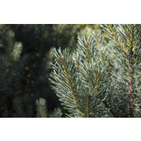 Pinus sylvestris Watereri kräftig 4xv mDb 60-70