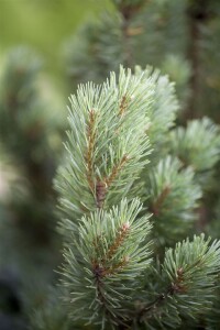 Pinus sylvestris Watereri kräftig 4xv mDb 80-100