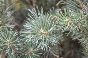 Pinus sylvestris Watereri kräftig 4xv mDb 80-100