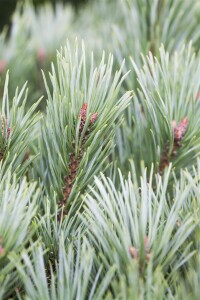 Pinus sylvestris Watereri kräftig 4xv mDb 80-100