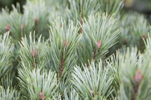 Pinus sylvestris Watereri kräftig 4xv mDb 80-100