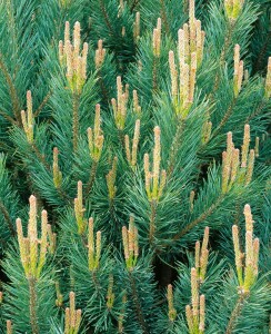 Pinus sylvestris Watereri 25- 30 cm