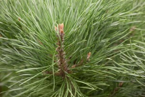 Pinus sylvestris Watereri 25- 30 cm