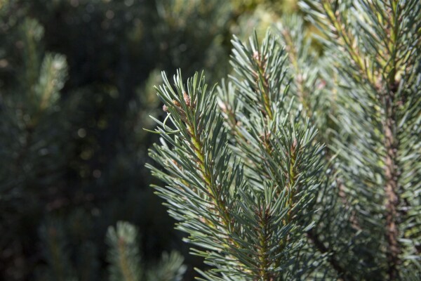 Pinus sylvestris Watereri  20- 25 cm