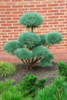 Pinus sylvestris Watereri  20- 25 cm