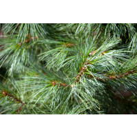 Pinus wallichiana Densa Hill 3xv mB 80- 100 cm kräftig